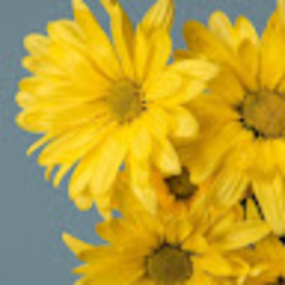 Meet your Posher, Emma - Picture 1 of 1